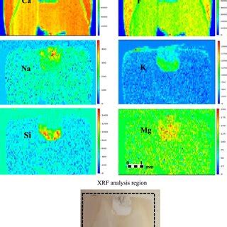 Sr Xrf Elemental Distribution Maps Of Ca And P In Sample C As The