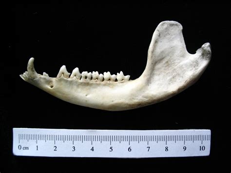 Opossum (Didelphis marsupialis) mandible - BoneID