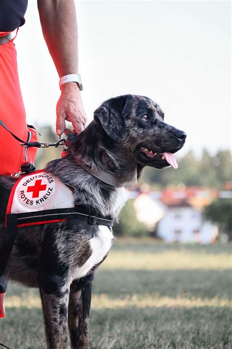 Rettungshundearbeit Drk Kv Donaueschingen E V