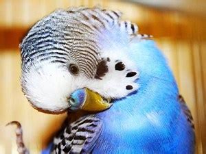 Why Do Parakeets Puff Up Know Some Of Reasons Here