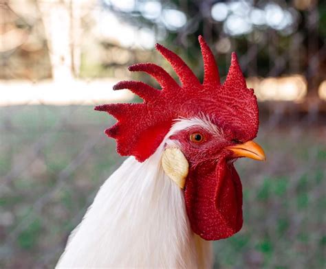 White Leghorn Hen Comb