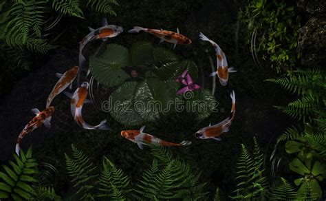 Koi Fish Pond With Lotus Flowers Stock Photo Image Of China Natural