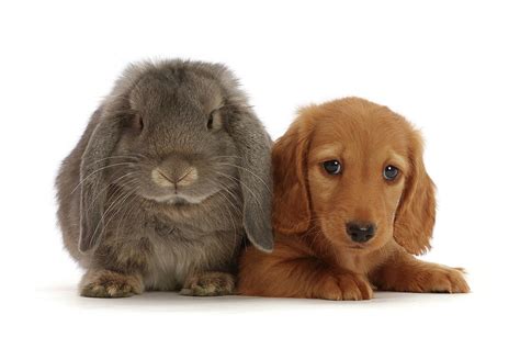 Cream Dachshund Puppy 7 Weeks Old Photograph By Mark Taylor Pixels