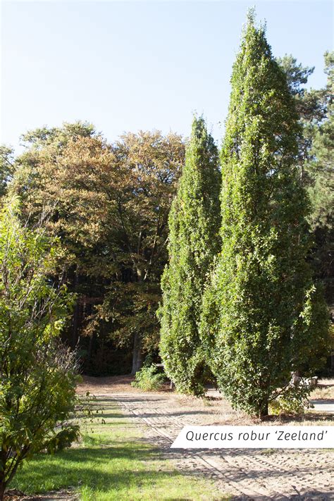 Zuilbomen Boomkwekerij De Bruyn