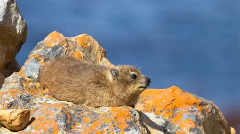 Rock Hyrax Wallpapers Wallpaper Cave