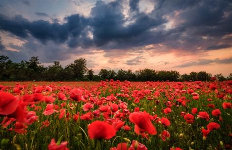 Poppy 4k Red Flower Hd Wallpaper Rare Gallery