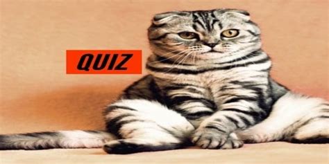 QUIZ: Can You Name Cat Breeds Just By Picture? - Quizondo