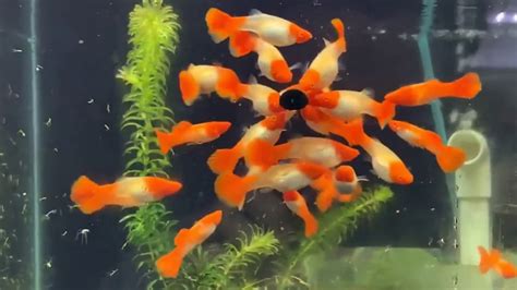 How Often Do You Feed Guppy Fish Best Food For Guppy