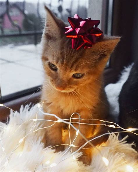 A Kitten With A Bow On Its Head Sitting In The Window Sill Next To Some