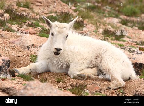 Animal Limbs Hi Res Stock Photography And Images Alamy