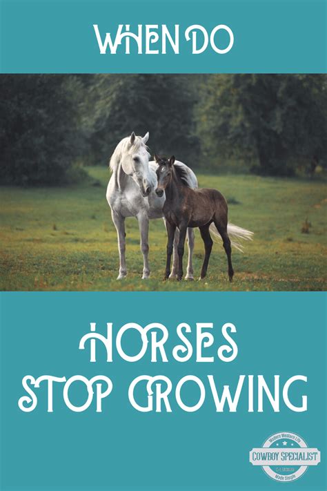 When Do Horses Stop Growing ⋆ Cowboy Specialist