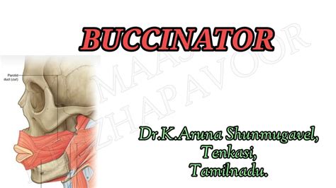 Buccinator Origin Insertion Action Clinical Anatomy Maas