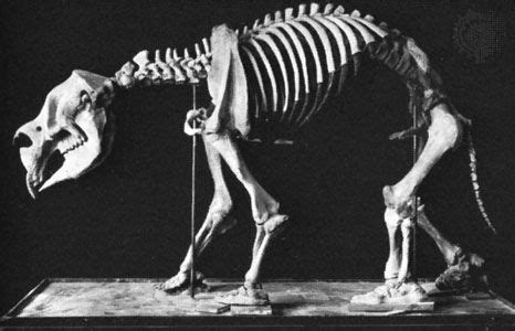 Diprotodon | Largest Known Fossil Marsupials, Characteristics & Extinction | Britannica