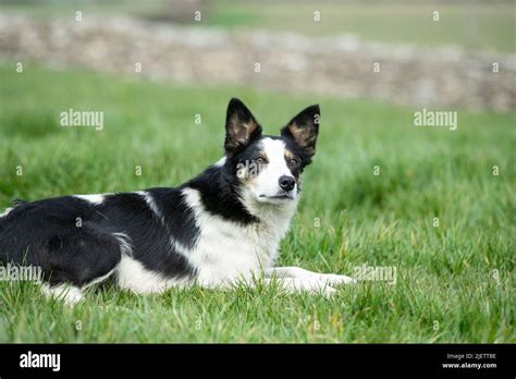 Working Sheepdog and Puppies Stock Photo - Alamy