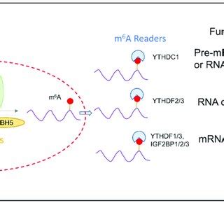 Schematic Diagram Summarizing The Interplay Between M A Regulators