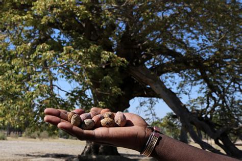 Mongongo Tree - Aurum Africa