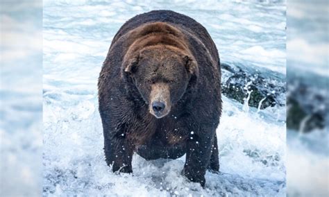 Stuffed With Salmon: Brown Bear ‘747’ Declared Champion of Annual ‘Fat ...