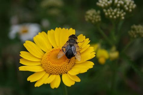 Inseto Hoverfly Entomologia Foto Gratuita No Pixabay Pixabay