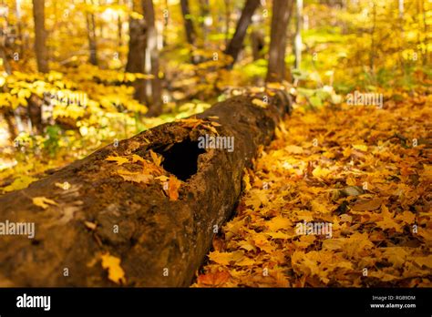 Rotting log hi-res stock photography and images - Alamy