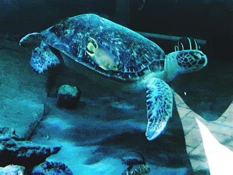 Premium Photo | Sea turtle underwater