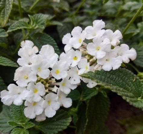 Lantana Montevidensis White Lightning White Trailing Lantana The