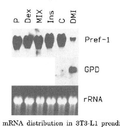 Figure 1 From Regulation Of Preadipocyte Factor 1 Gene Expression