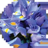 Flower Color Meanings & Symbolism - ProFlowers Blog