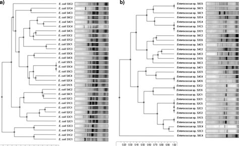 Dendrograms Generated From The Eric Pcr Patterns Of E Coli A And