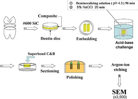 Specimen preparation for SEM observation. | Download Scientific Diagram