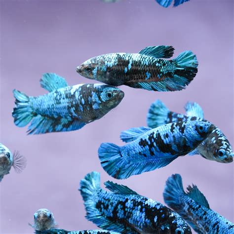 Shop Female Bettas Fish Peaceful And Colorful Sorority Tropicflow