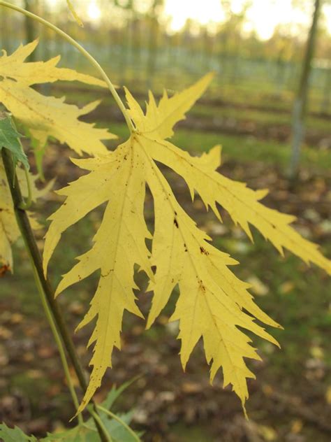 Acer Saccharinum Laciniatum Wierrii Groene Stad Verhalen Floriade