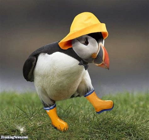 Puffin Bird With Yellow Hat And Orange Boots