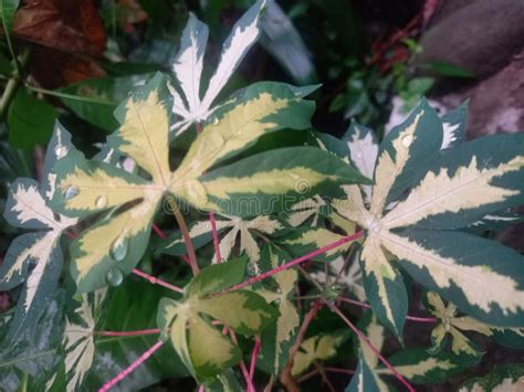 Close Up View Of Cassava Leaves Variegata Or Called Manihot Esculenta