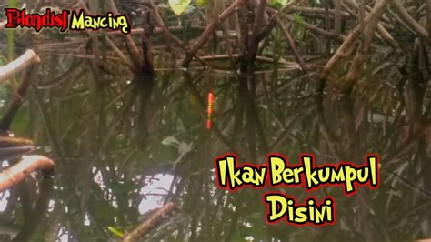 Auto Strike Kalau Ikan Sudah Pada Berkumpul Disini Waduk Mulur Youtube