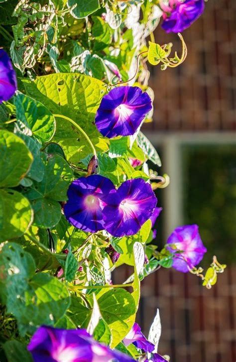 Morning Glory Varieties Explore Types Of Beautiful Flowers