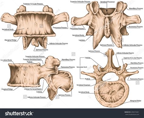 Lumbar Vertebrae Accessory Process