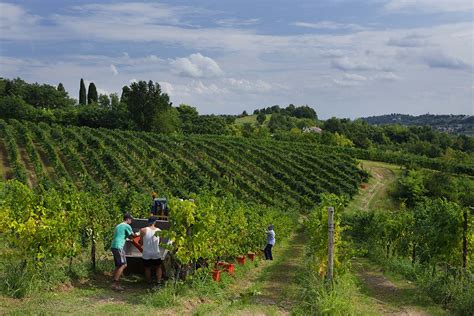 Cantine Le Manzane ML Food Italia