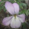 Plantfiles Pictures Viola Species Bird S Foot Violet Crow Foot