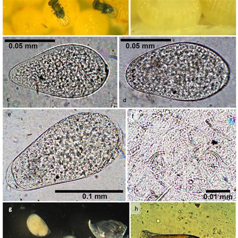 Pollen Grains Of Passiflora Using A Light Microscope Lm﻿ And A Download Scientific Diagram