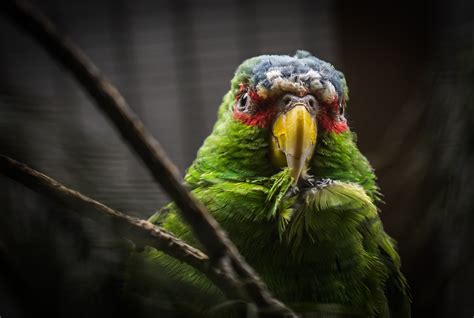 Fotos gratis pájaro pico loro fauna silvestre perico de cerca