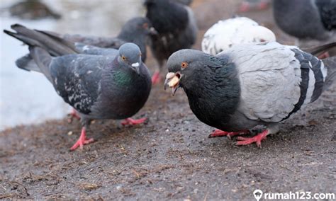 Makanan Burung Merpati Terbaik Yang Bernutrisi Bikin Sehat