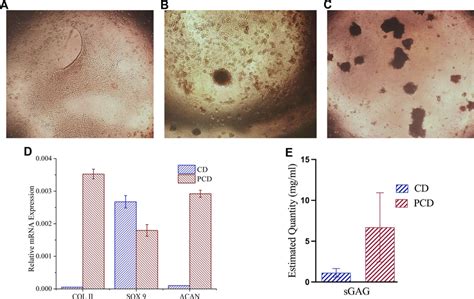 Histological Analysis Of In Vivo Cartilage Regeneration Induced By Pcd