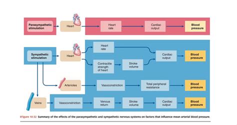 Parasympathetic and sympathetic effects on MAP Diagram | Quizlet