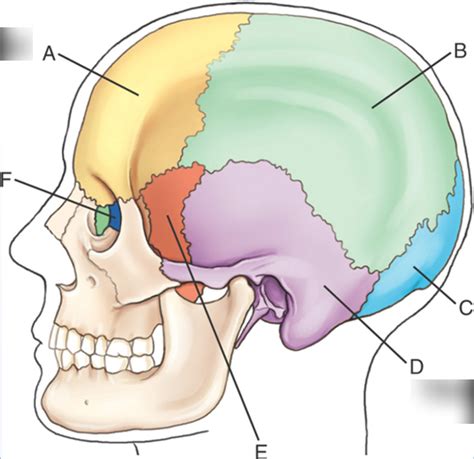 Cranial Bones Diagram Quizlet