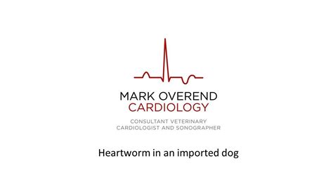 Heartworm Echo Diagnosis Youtube