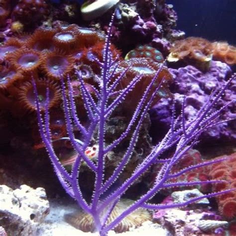 Purple Whip Gorgonian Underwater Purple Whip