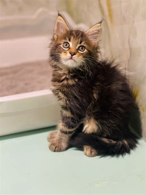 Maine Coon Male Kitten – Furry Babies Animals Trading