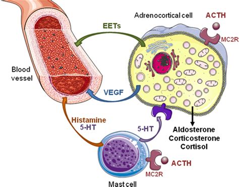 Frontiers Role Of Acth In The Interactive Paracrine Regulation Of