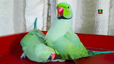 Mitthu Talking Parrot Having Fun With Female Ringneck Talking Parrot Rosie Looking So Funny