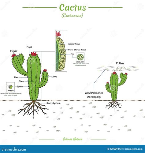 Parts Of A Cactus And Pollination Process Stock Vector Illustration